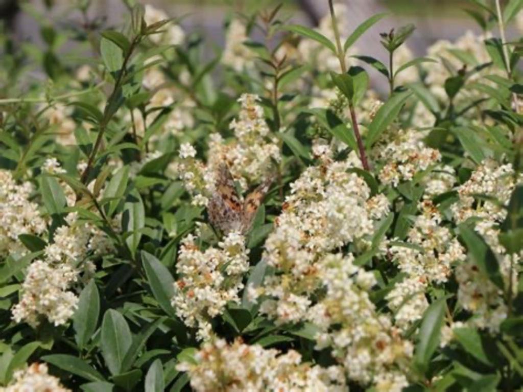 Liguster, Jardin & Terrasse, Plantes | Arbustes & Haies, Enlèvement ou Envoi, Troène