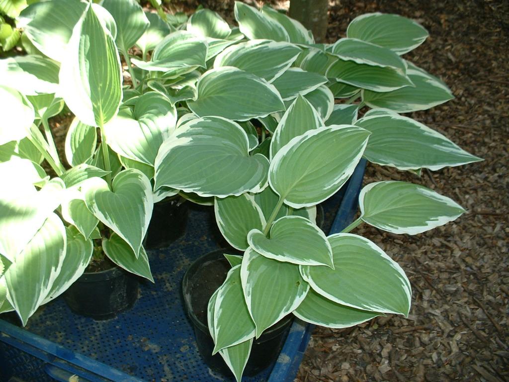 hosta planten in pot, Vaste plant, Halfschaduw, Zomer, Ophalen