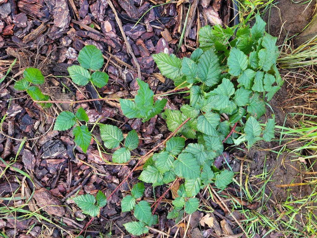 frambozenstruik, Tuin en Terras, Ophalen, Zomer, Vaste plant, Fruitplanten