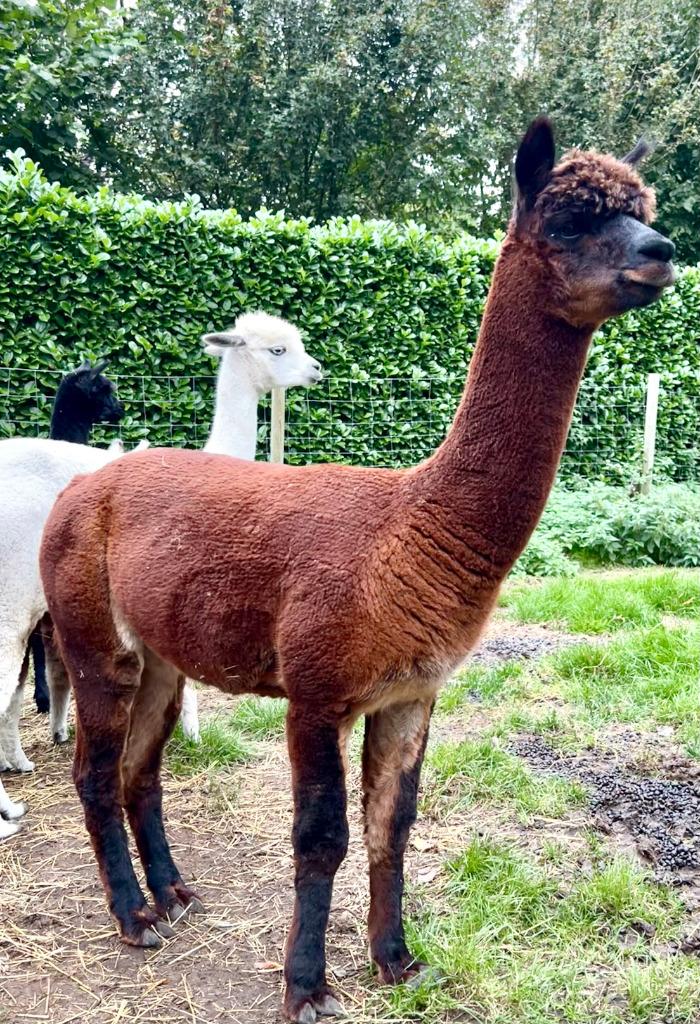 alpacaruin, Dieren en Toebehoren, Mannelijk