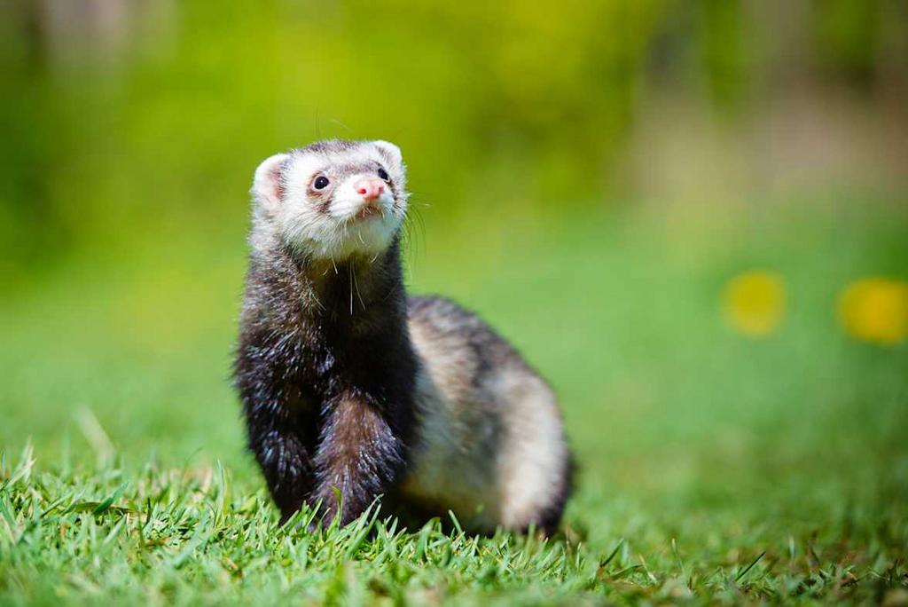 fret gezocht, Januari, Meerdere dieren