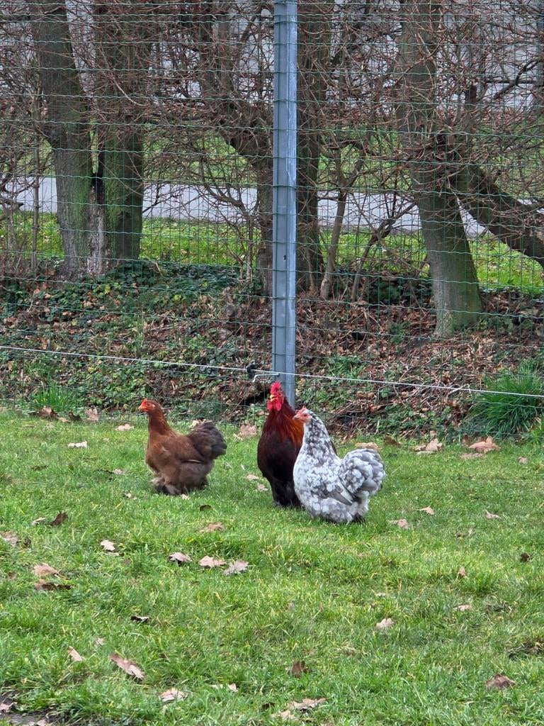 Broedeieren cochin kriel, Dieren en Toebehoren