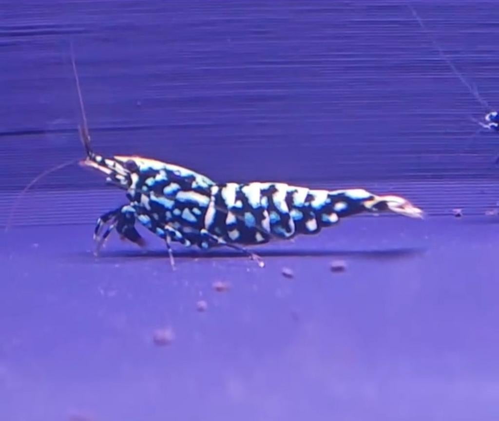 Snowflake en Stardust caridina garnalen