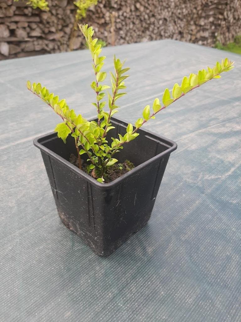 Chinese kamperfoelie / Lonicera Nitida in pot (10-15cm), Ophalen, Overige soorten, Struik, Minder dan 100 cm
