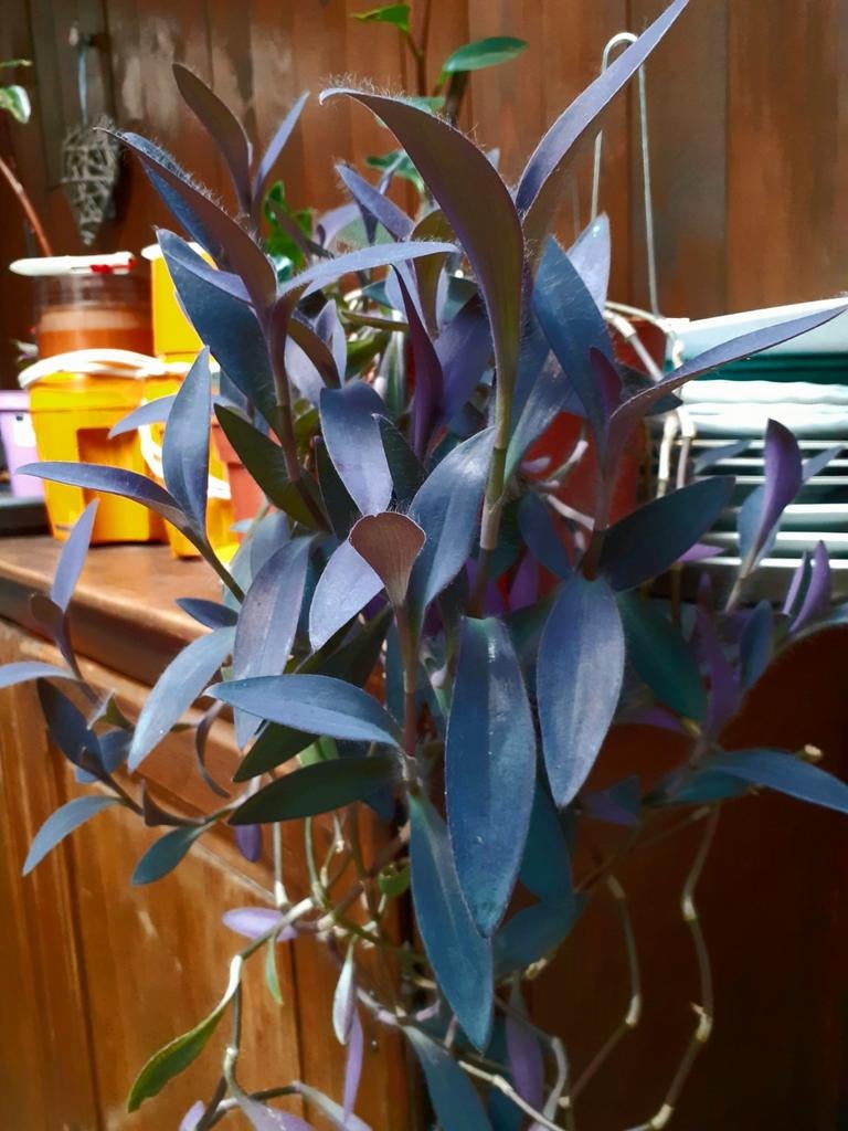Tradescantia Pallida Mauve