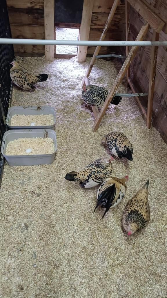 Java kriel citroen porselein, Dieren en Toebehoren, Pluimvee, Kip