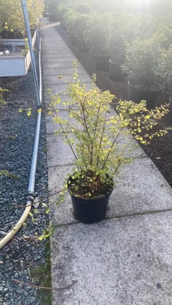 Symphoricarpos chenaultii 'Hancock', Hagen en Sierheesters, Ophalen, Overige soorten, Minder dan 100 cm