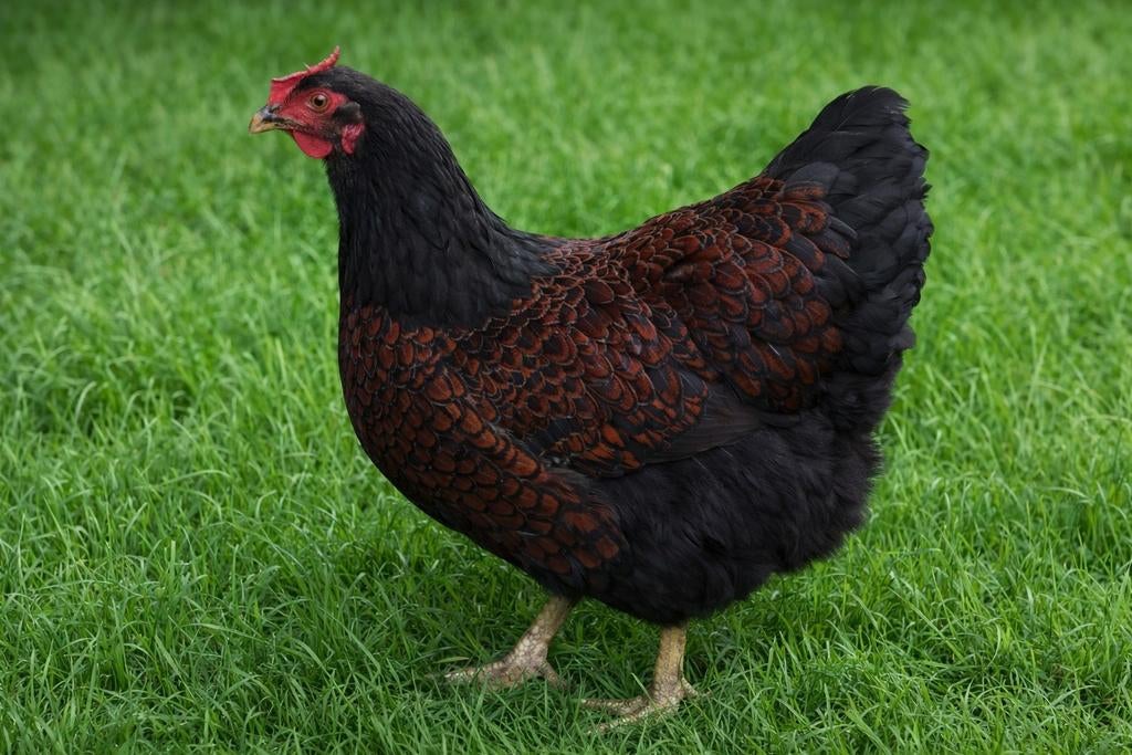 Wyandotte groothoender kippen jonge hennen beschikbaar, Dieren en Toebehoren, Pluimvee, Vrouwelijk, Kip