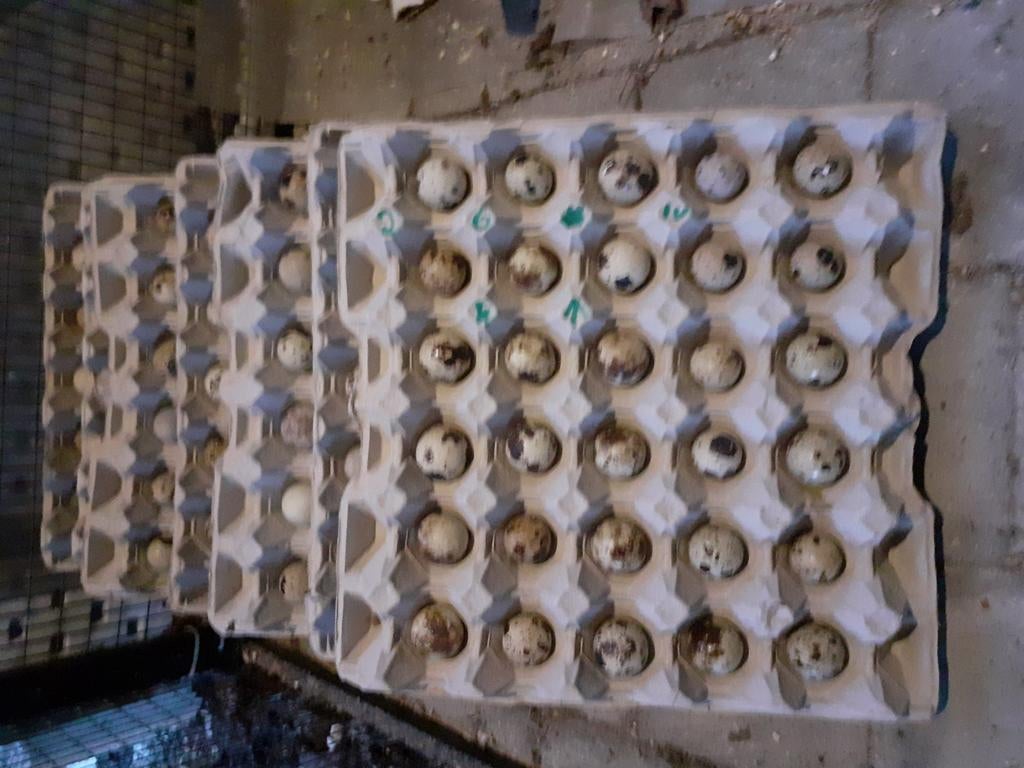 ŒUFS À ÉCLORE DE CAILLE GÉANTE JAPONAISE, Animaux & Accessoires, Volatiles | Accessoires, Enlèvement