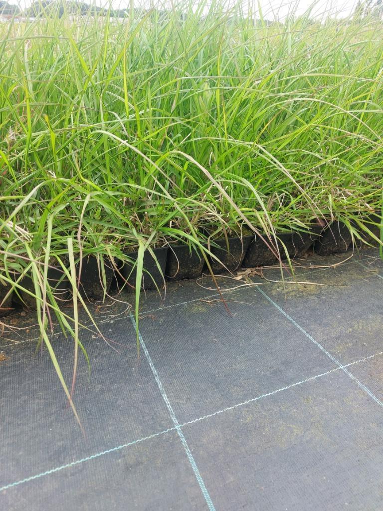 Siergras: Vingergras of pannicum ' Rehbraun, Ophalen, Volle zon, Vaste plant, Siergrassen