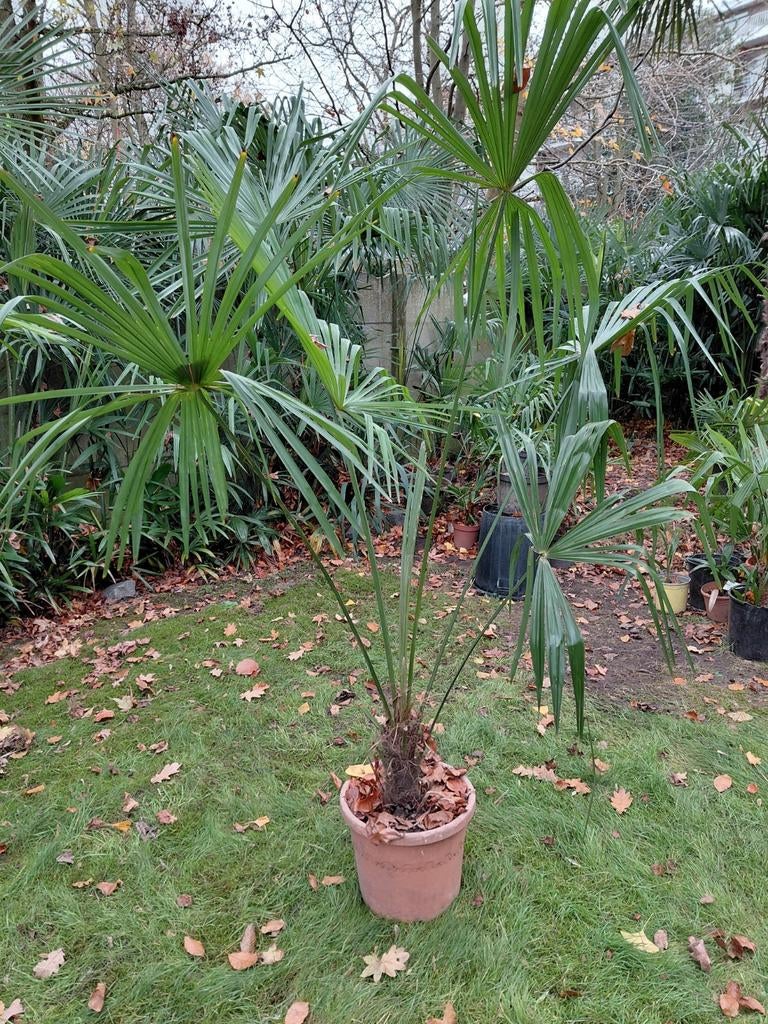 Thrachycarpus Fortunei palmboom spotprijs en mooi, Ophalen