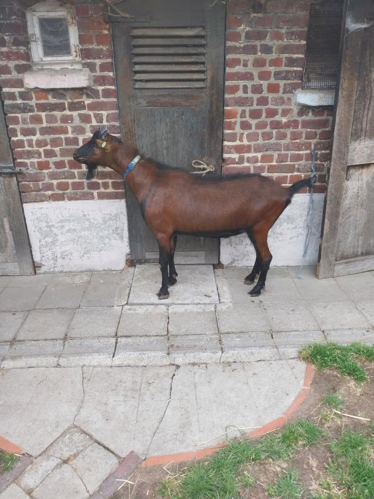 Hertengeitenbok ter dekking, Geit