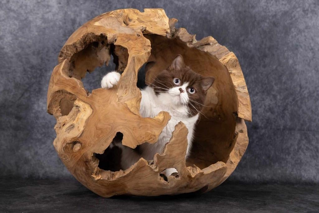Teak Erosie Bal d50cm, Animaux & Accessoires, Enlèvement, Comme neuf