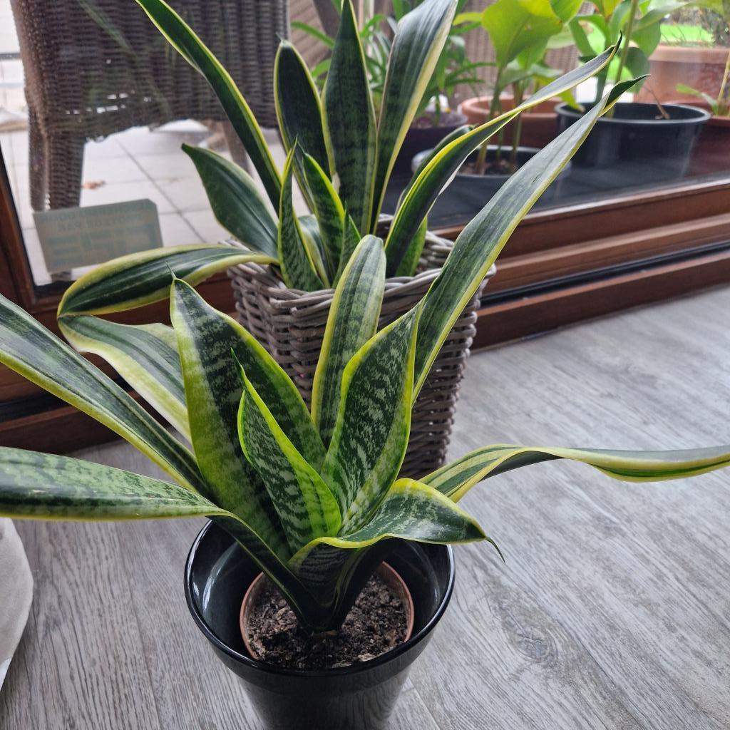 sanseveria, lepelplant,graslelie, Ophalen of Verzenden