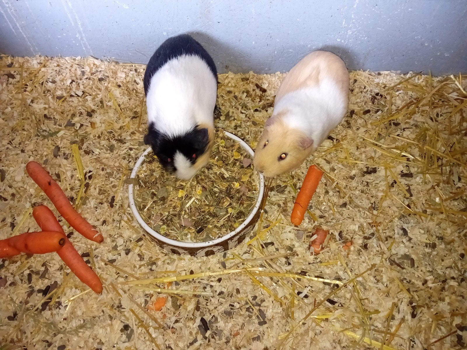 koppel cavia's, Janvier, Plusieurs animaux, Cobaye