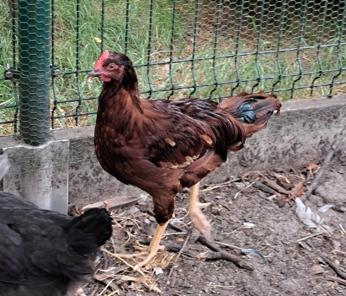 Rhode Island red haan, Dieren en Toebehoren, Pluimvee