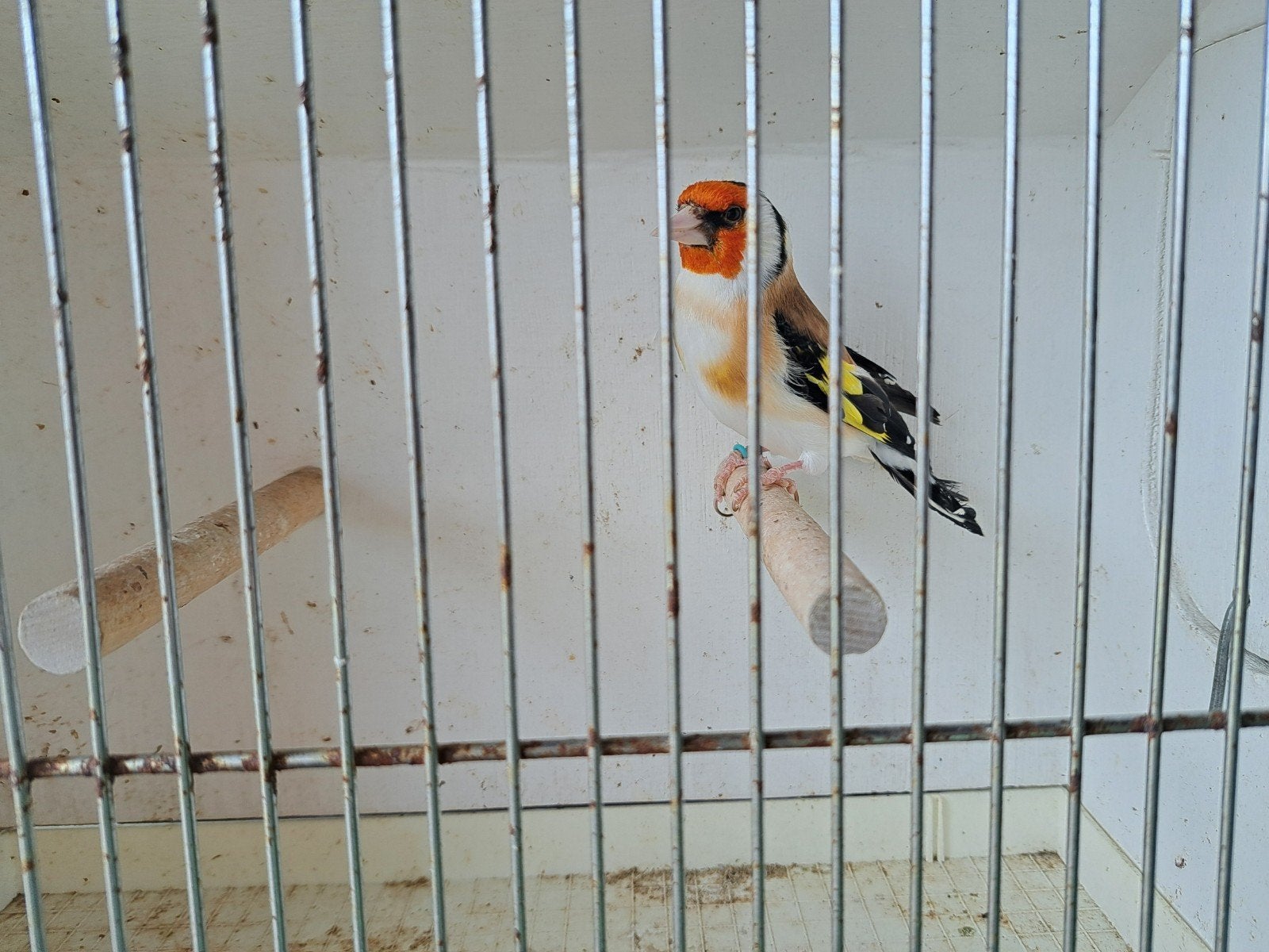 Distelvink, Animaux & Accessoires