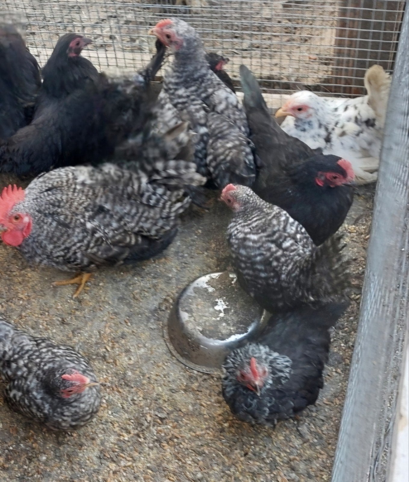 Chabo haantjes koekoek en zwart en enkele zwarte hennetjes, Plusieurs animaux, Poule ou poulet