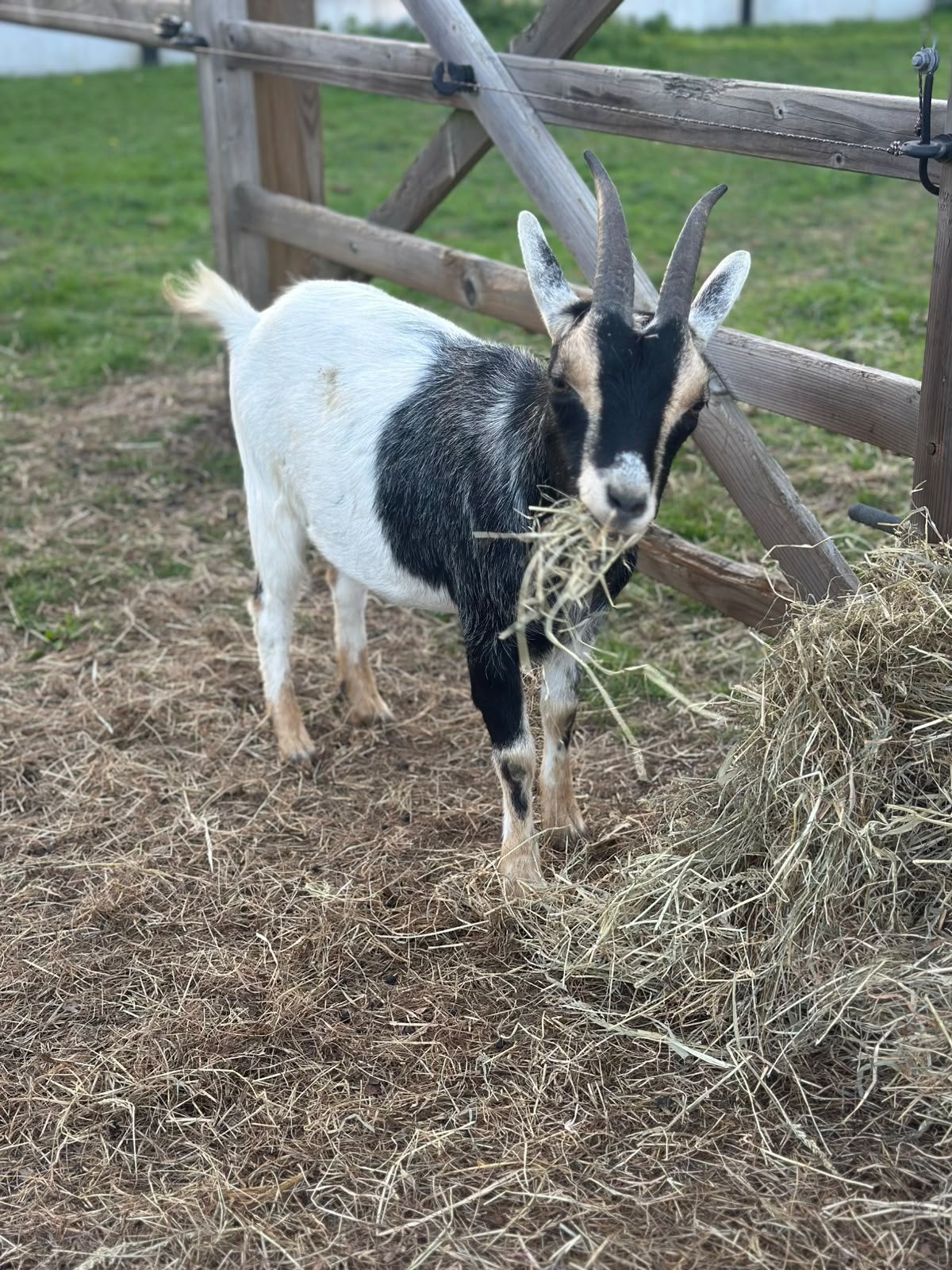 Dwerggeit mieke, Animaux & Accessoires, Femelle, Chèvre, 0 à 2 ans