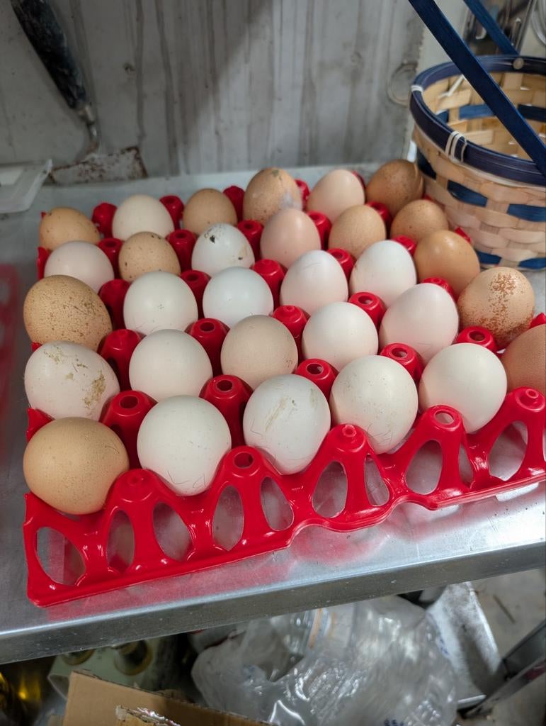 Oeufs fécondés des Suedious Mille Fleurs er Bielefelder