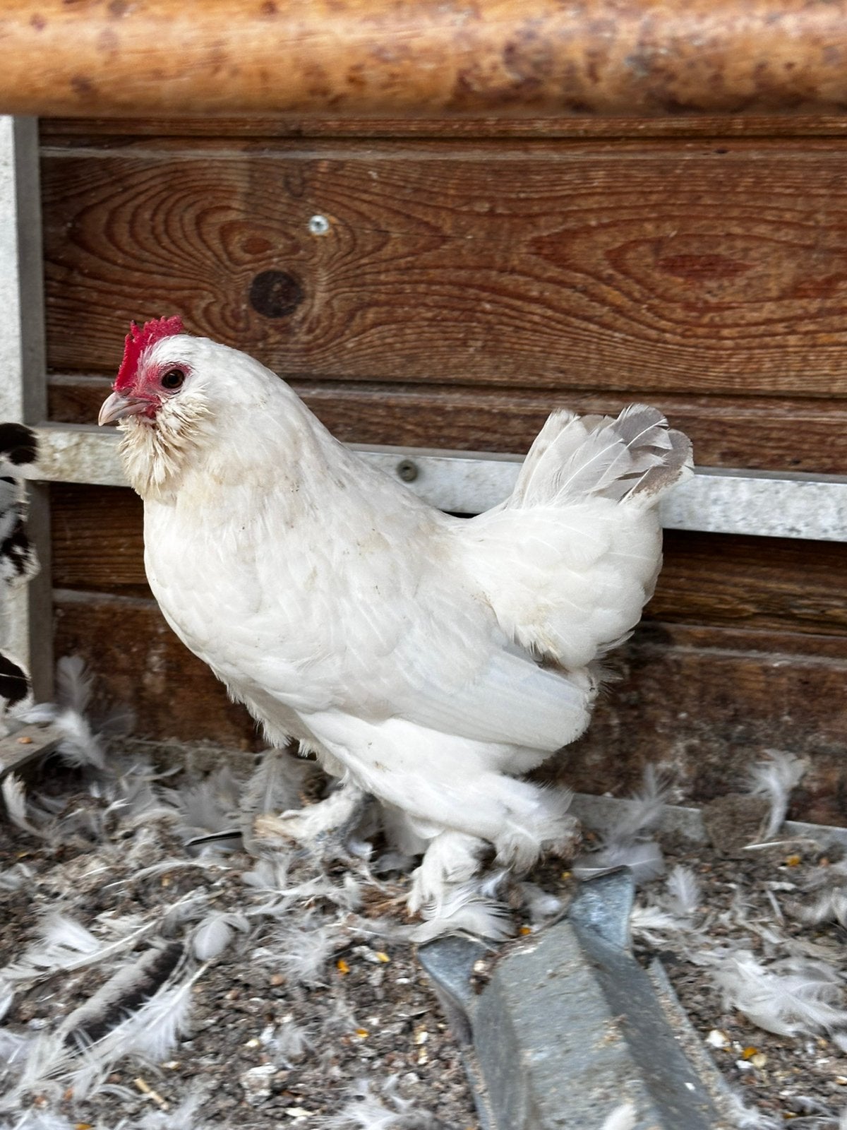 Everbergse en ukkelse baardkrielen, Plusieurs animaux, Poule ou poulet