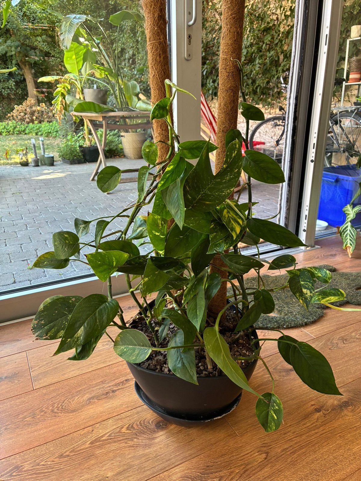 Epipremnum cintho goldfinger, Huis en Inrichting, Kamerplanten, Ophalen, Overige soorten, In pot, Minder dan 100 cm