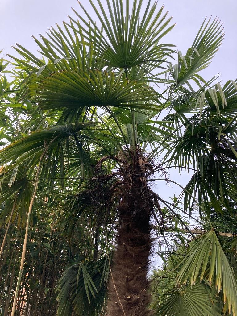 2 winterharde palmbomen  trachycarpus fortunei te koop, Tuin en Terras, Planten | Bomen, Ophalen, Palmboom, 250 tot 400 cm