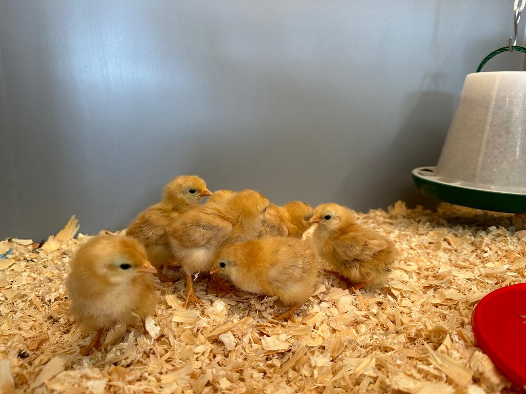 Jonge tamme kriel New Hampshire kuikens gesekst en ingeënt, Femelle, Poule ou poulet