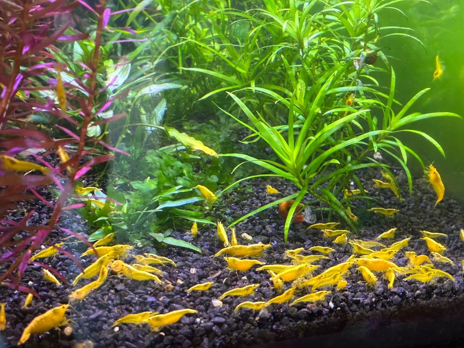 Neocaridina