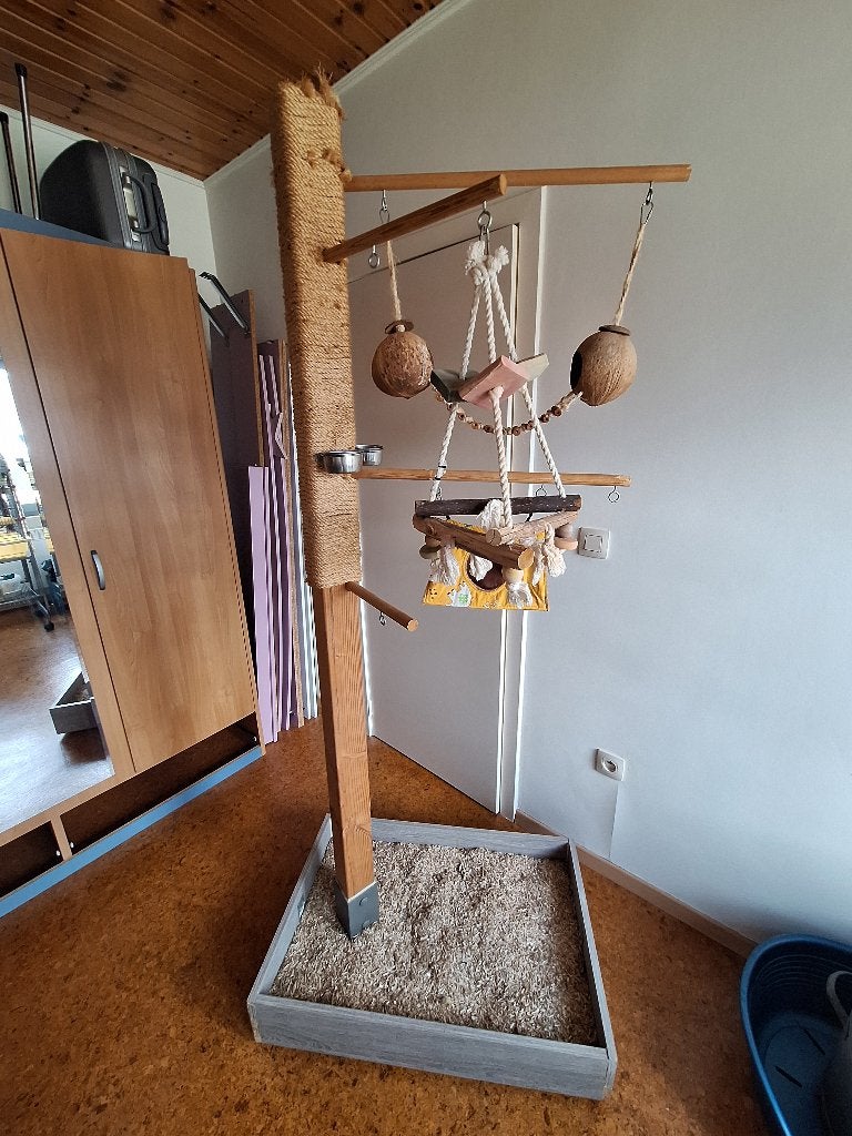 Paal voor vogels, Papegaai, Tam