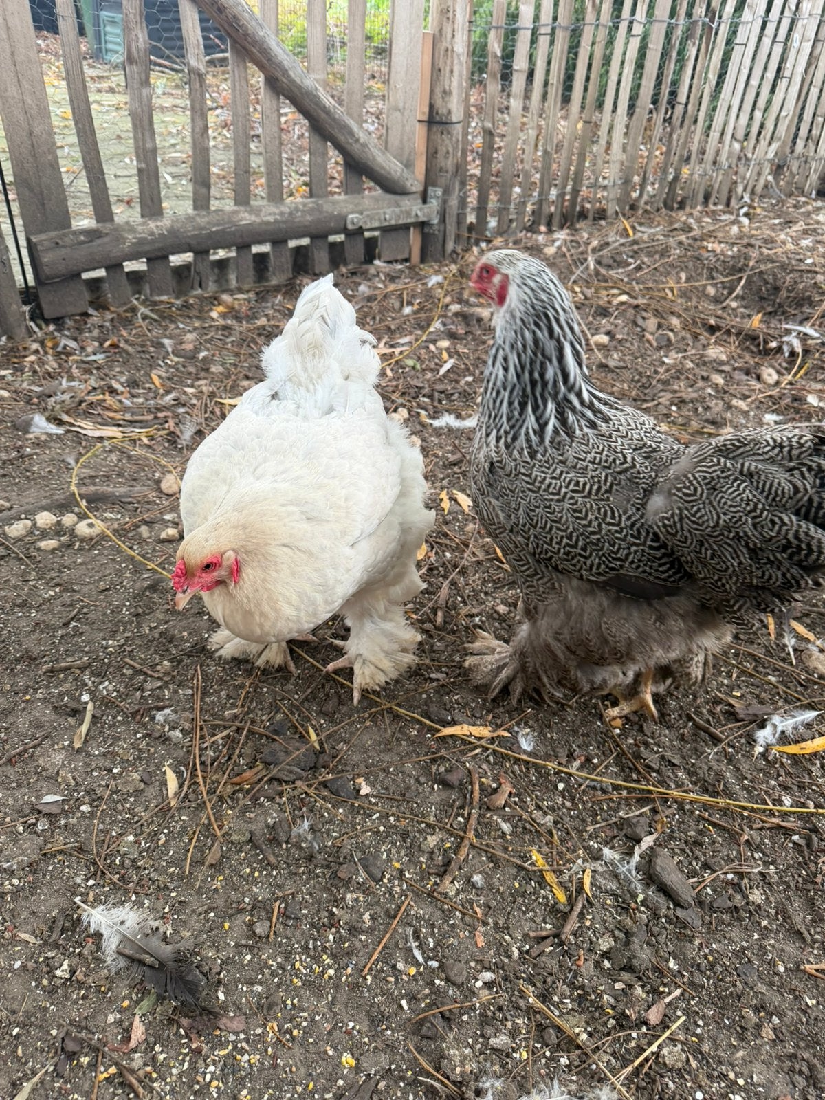 Brahma hennen