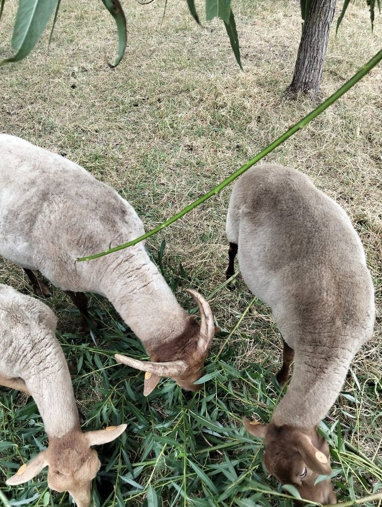 kudde voskoppen te koop, Plusieurs animaux, Mouton, 0 à 2 ans