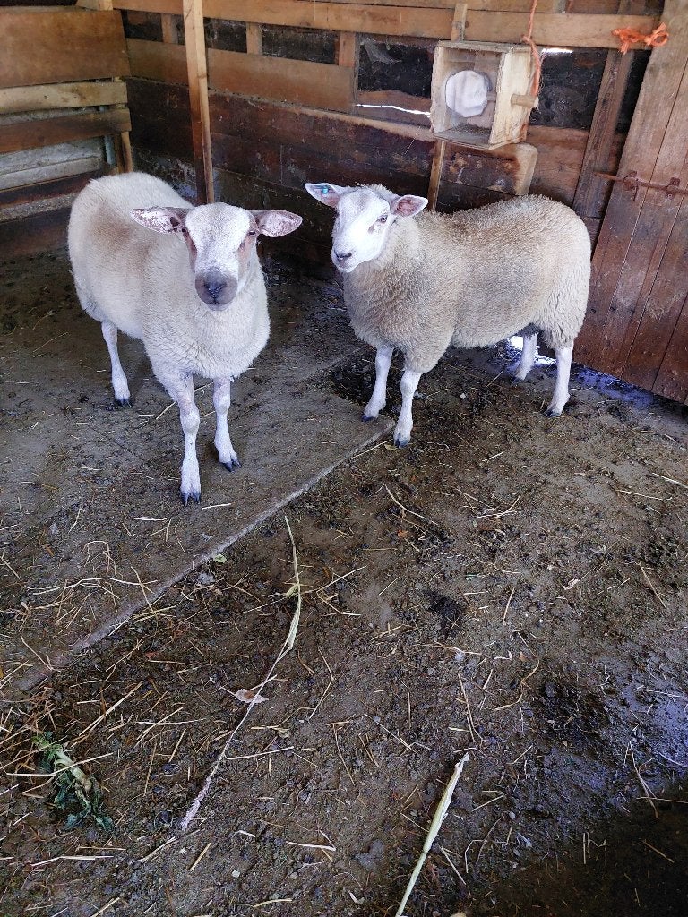 Schapen, Plusieurs animaux, Mouton, 0 à 2 ans