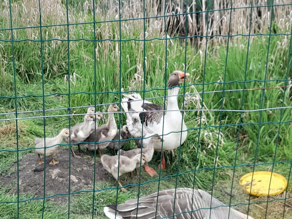 ganzenkuikens te koop, Plusieurs animaux, Oie ou Cygne