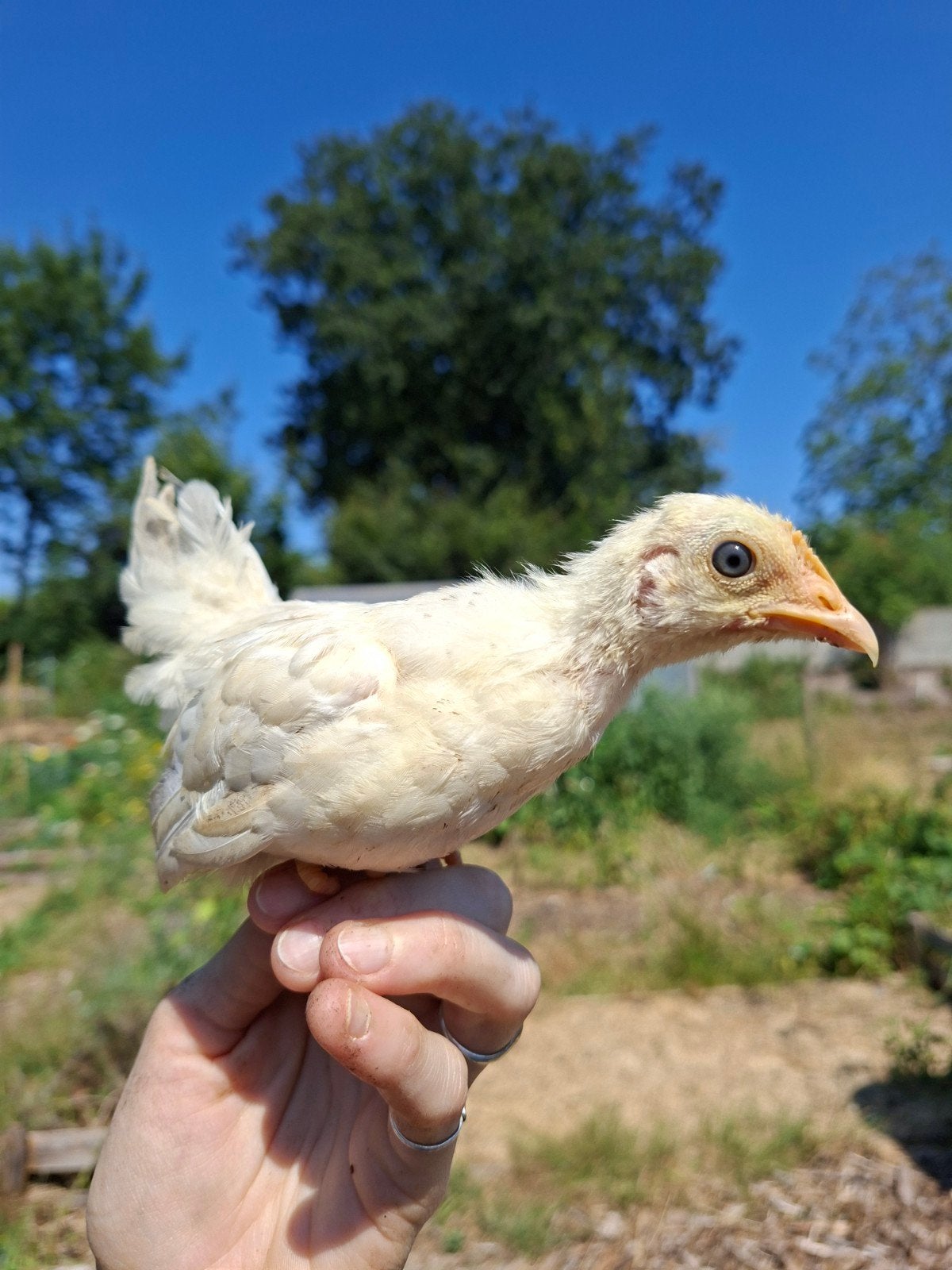 Jonge Chabo krielen, Dieren en Toebehoren, Pluimvee, Kip, Meerdere dieren