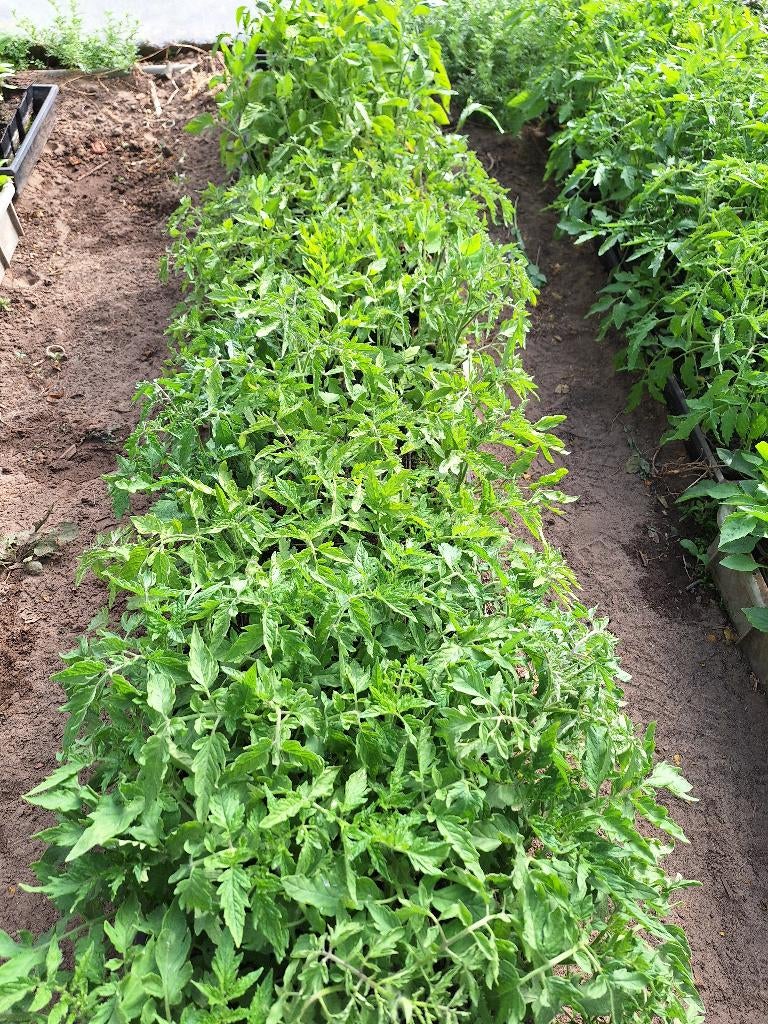 Tomaten planten en andere groentenplanten, Jardin & Terrasse, Plantes | Jardin, Annuelle, Plantes potagères, Plein soleil, Été