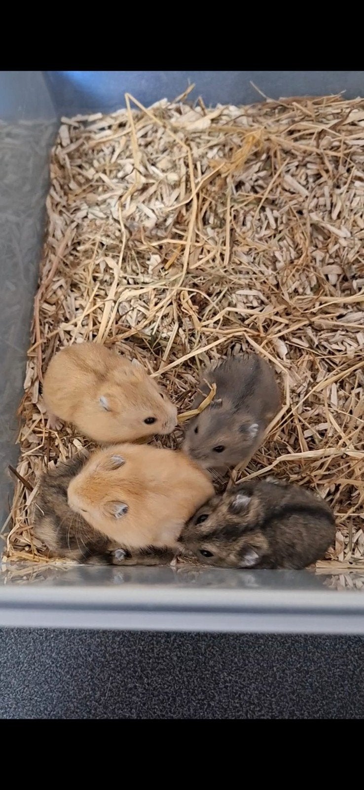 Jonge Russische Dwerghamsters, Dieren en Toebehoren, Hamster, Juni, Meerdere dieren, Tam