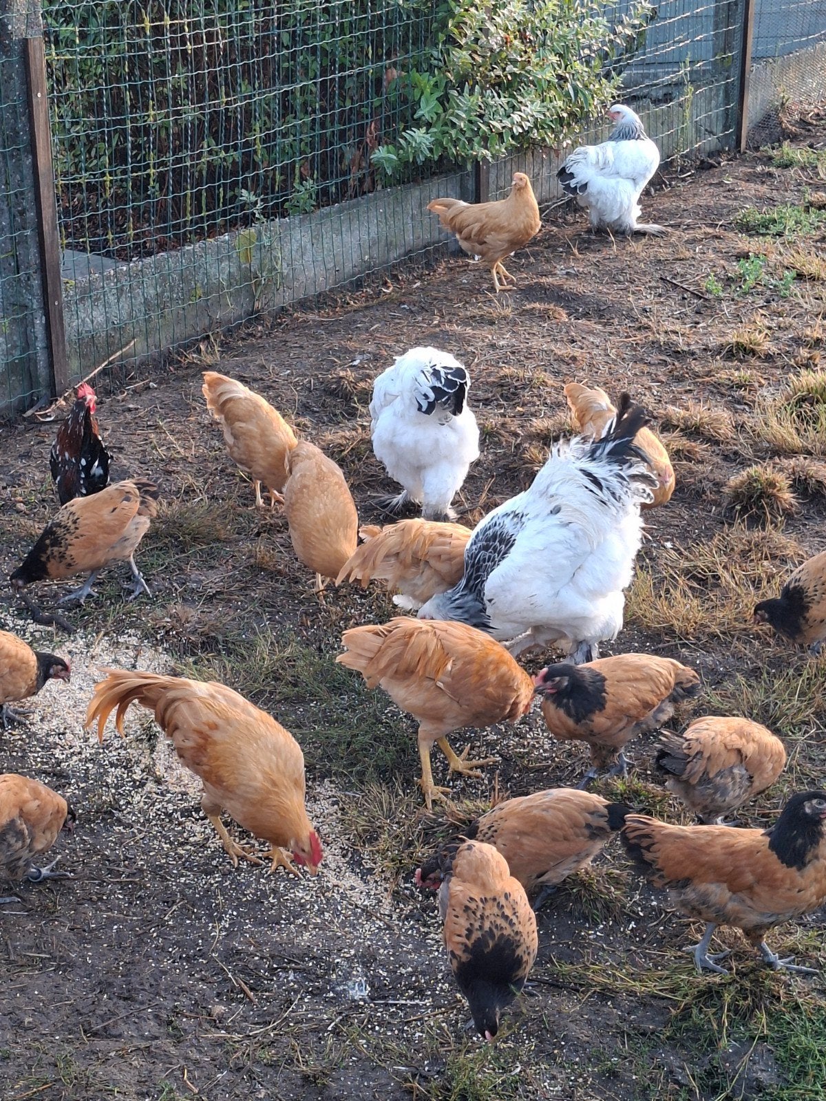 leghorn, Dieren en Toebehoren, Pluimvee