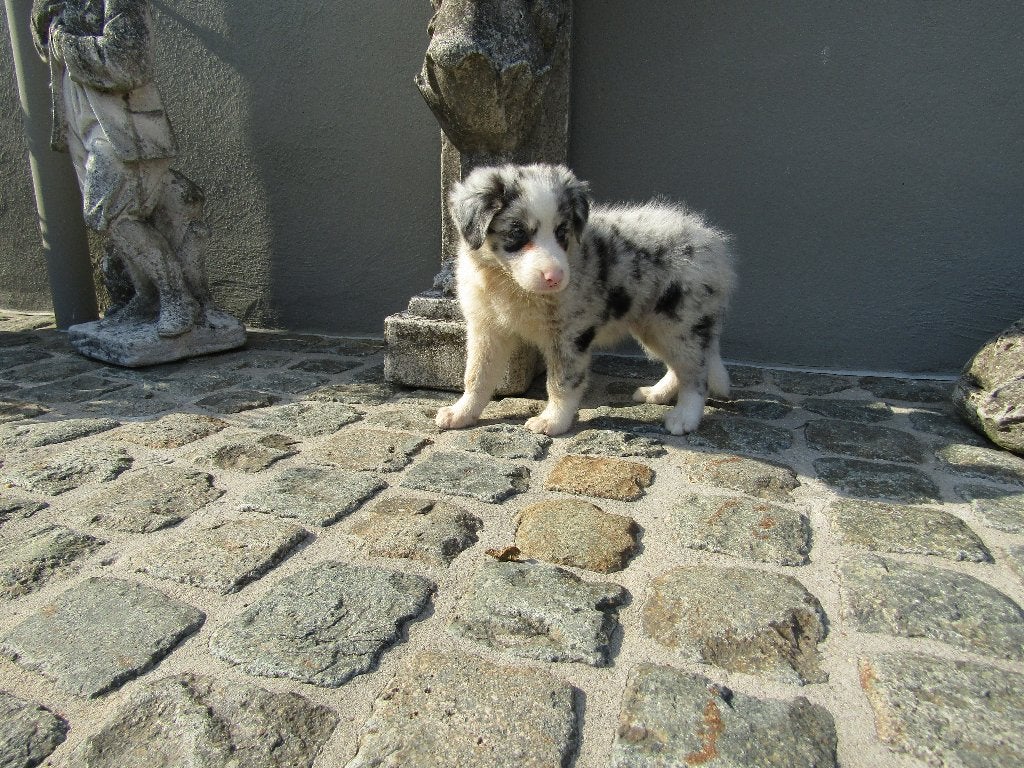 Border collie puppy's, Parvo, België, 8 tot 15 weken, Teef