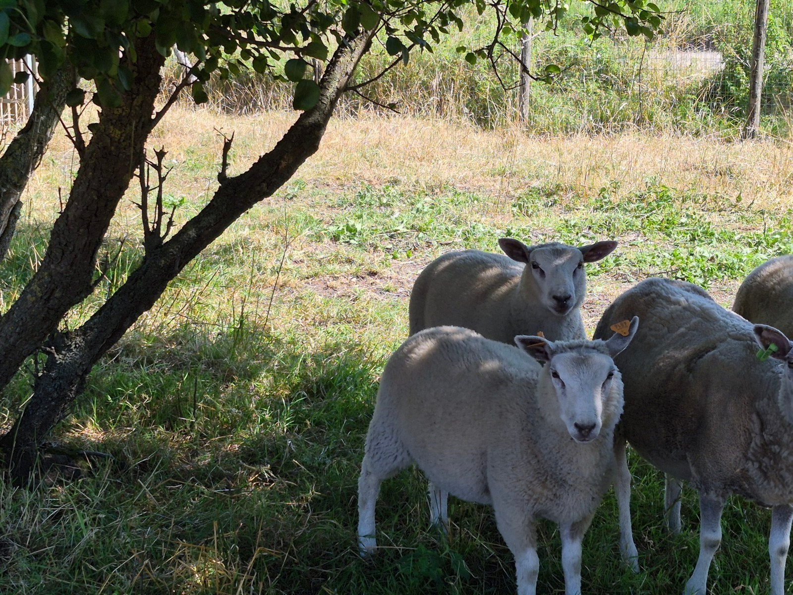 Ramlam, Dieren en Toebehoren, Mannelijk, Schaap, 0 tot 2 jaar