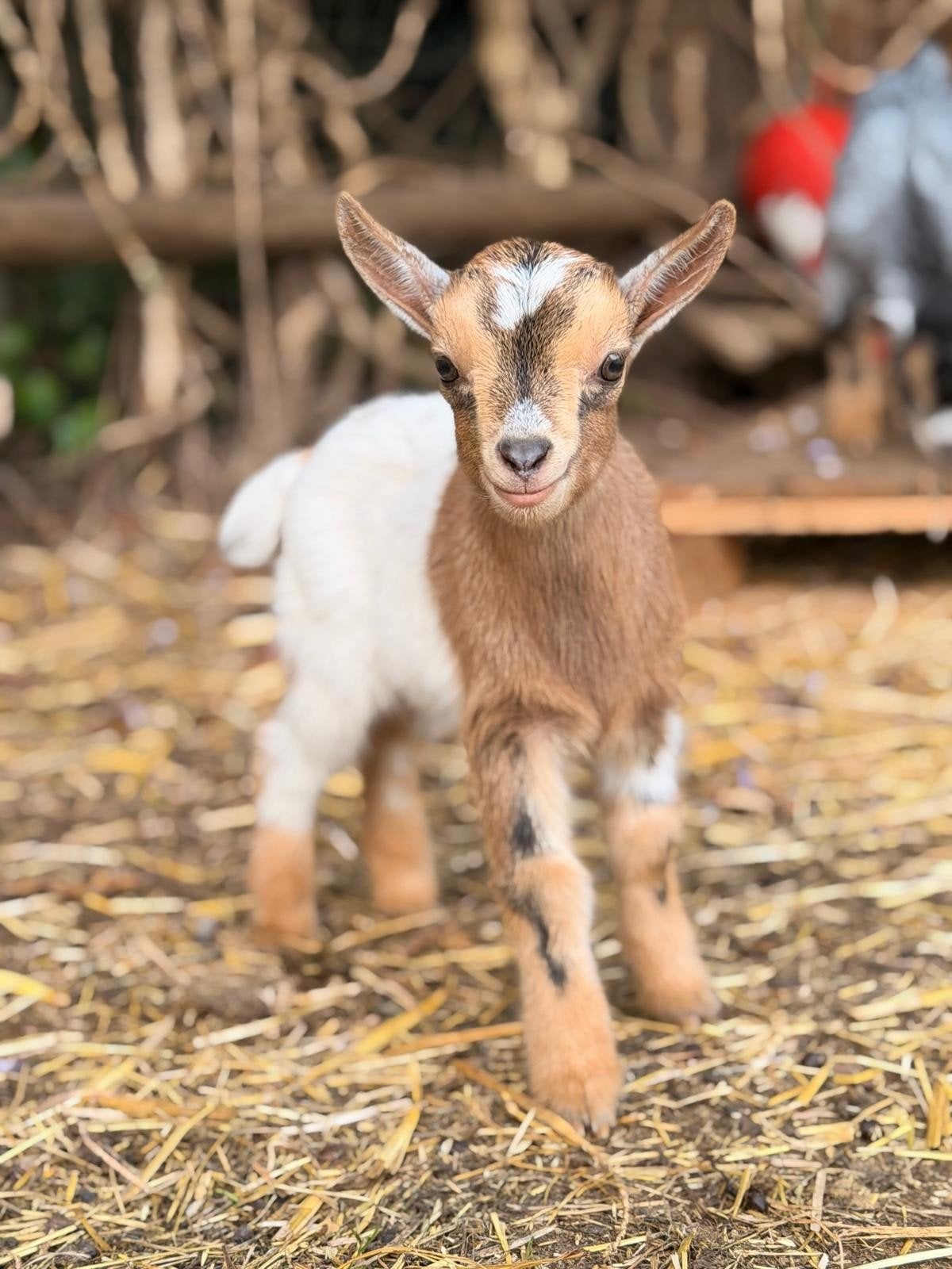 3 dwerggeitenbokjes zoeken nieuwe thuis, Dieren en Toebehoren, Schapen, Geiten en Varkens