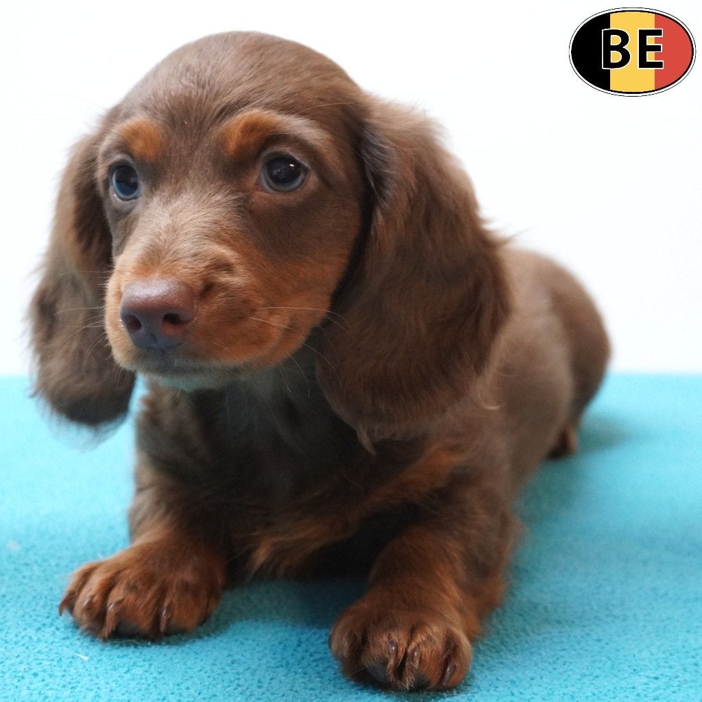 Teckel Choco Tan Langhaar pup, te koop (Belgisch), Dieren en Toebehoren, Honden | Teckels en Dashonden, België, CDV (hondenziekte)