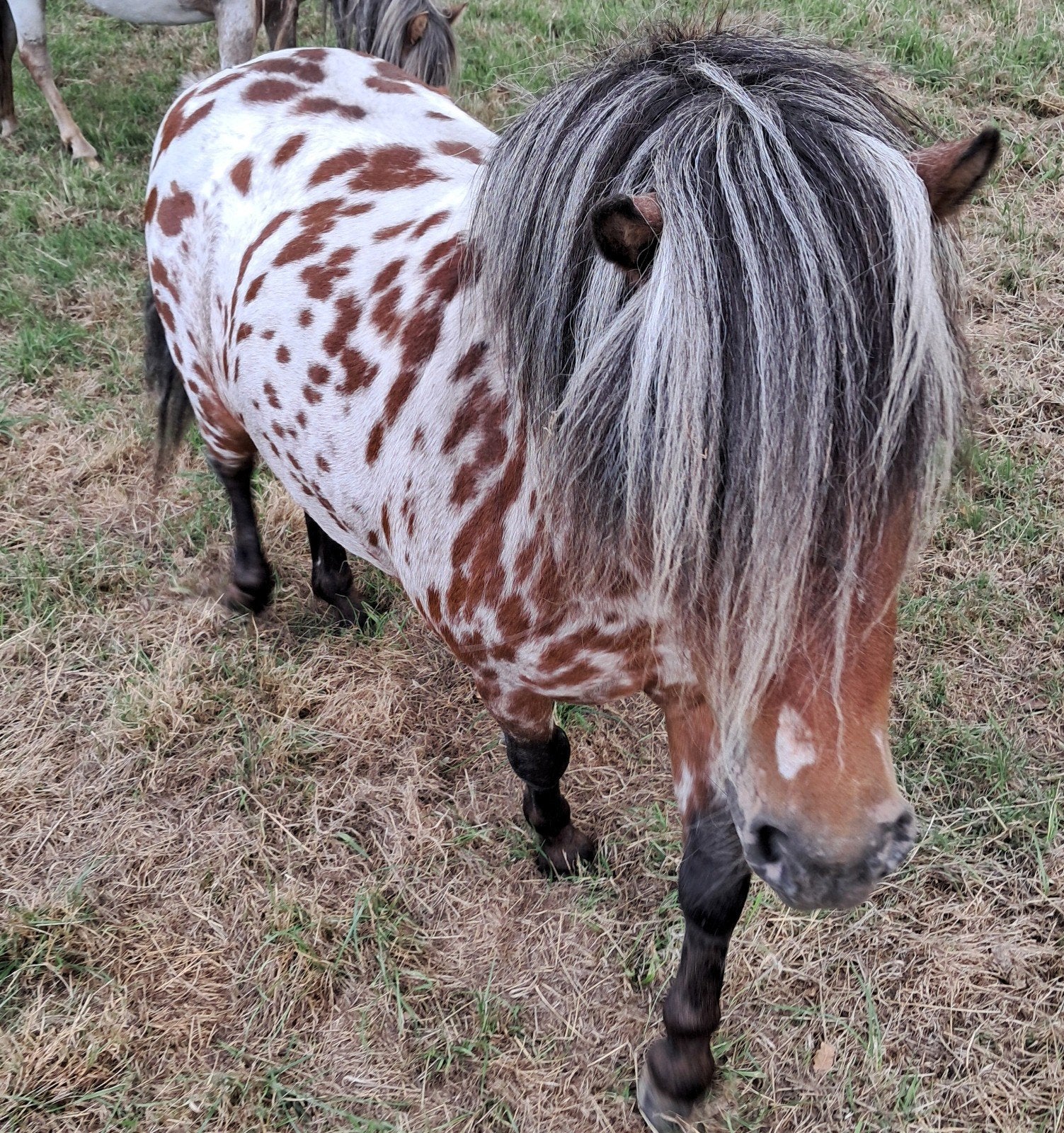 mini appaloosa pony hengst, Mars