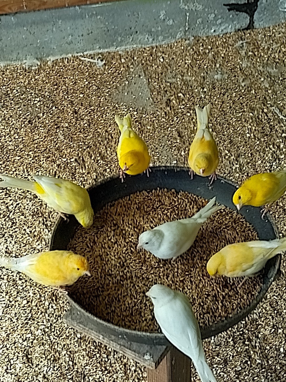 kanaries, Animaux & Accessoires, Oiseaux | Canaris, Sexe inconnu, Canari de couleur