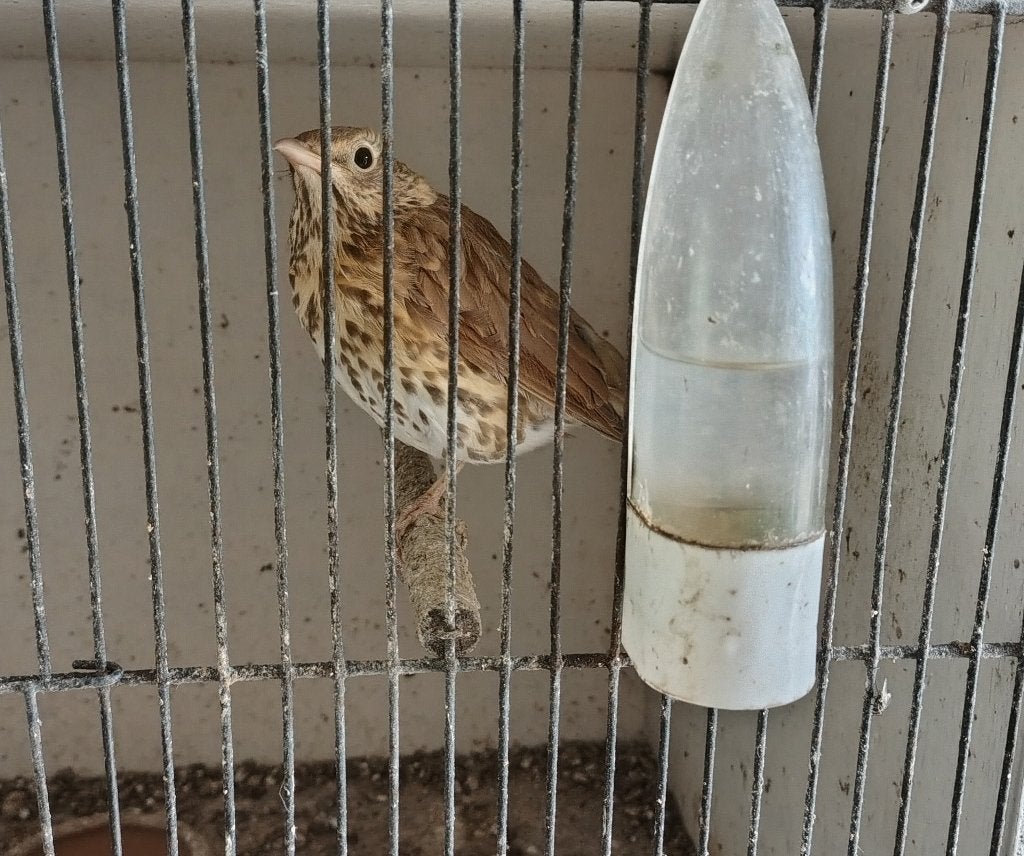 Bruine lijsters, Femelle, Oiseau chanteur sauvage, Domestique