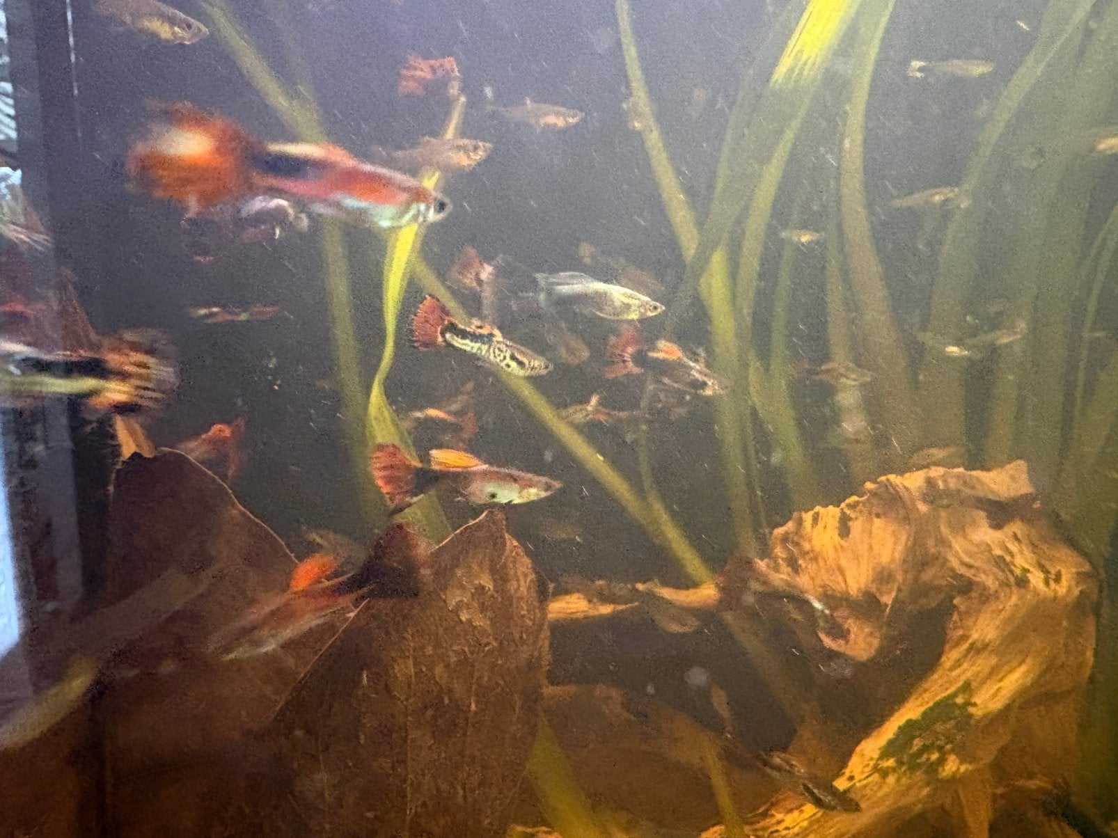 Guppy mix, Dieren en Toebehoren, Vis, Zoetwatervis, Schoolvis