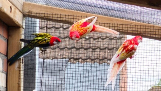 prachtrosella, Dieren en Toebehoren