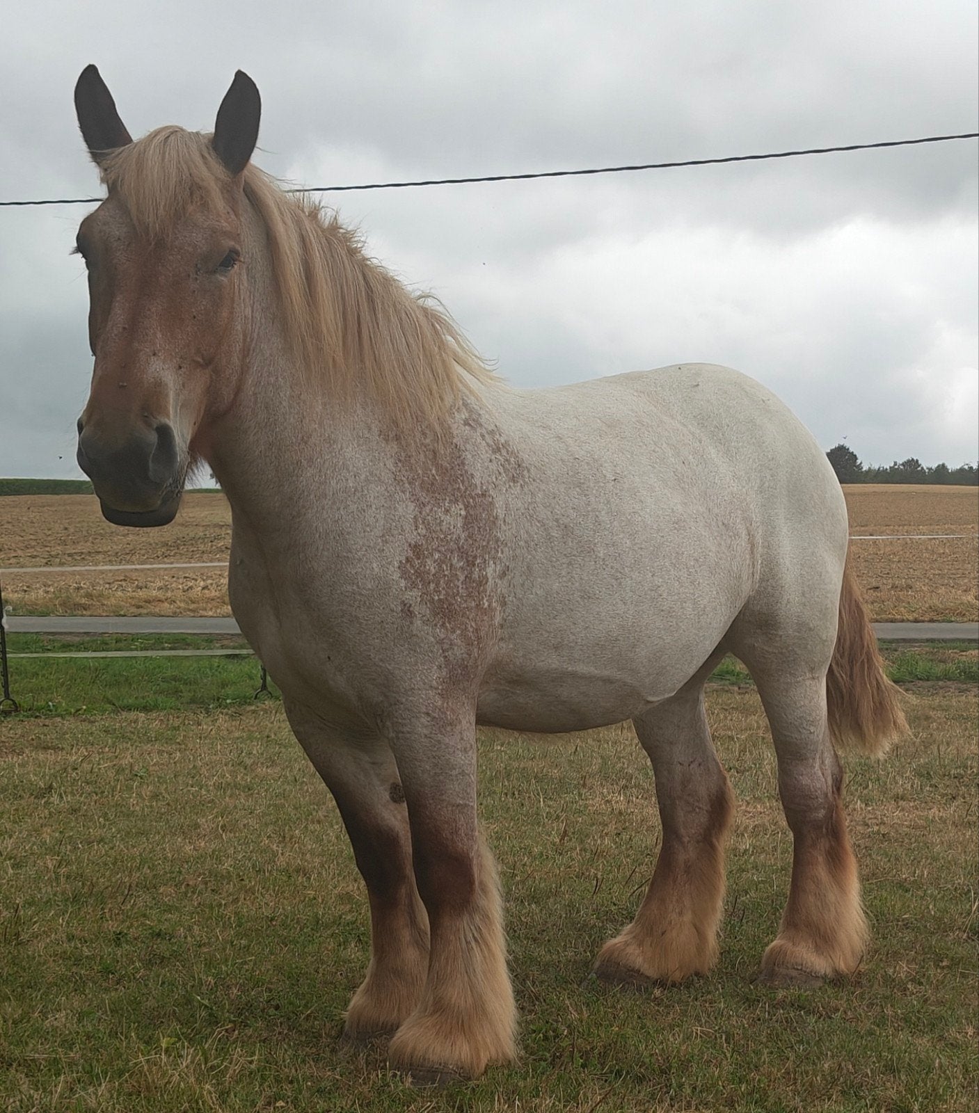 trekpaard, drachtige, merrie, Dieren en Toebehoren, Merrie