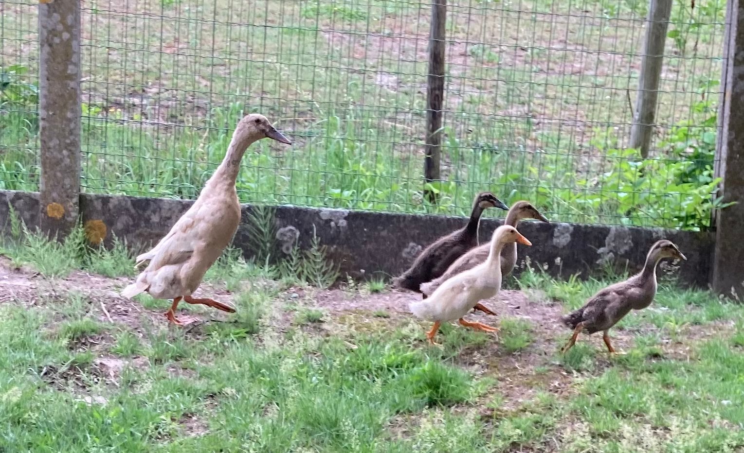 Loopeend, Dieren en Toebehoren