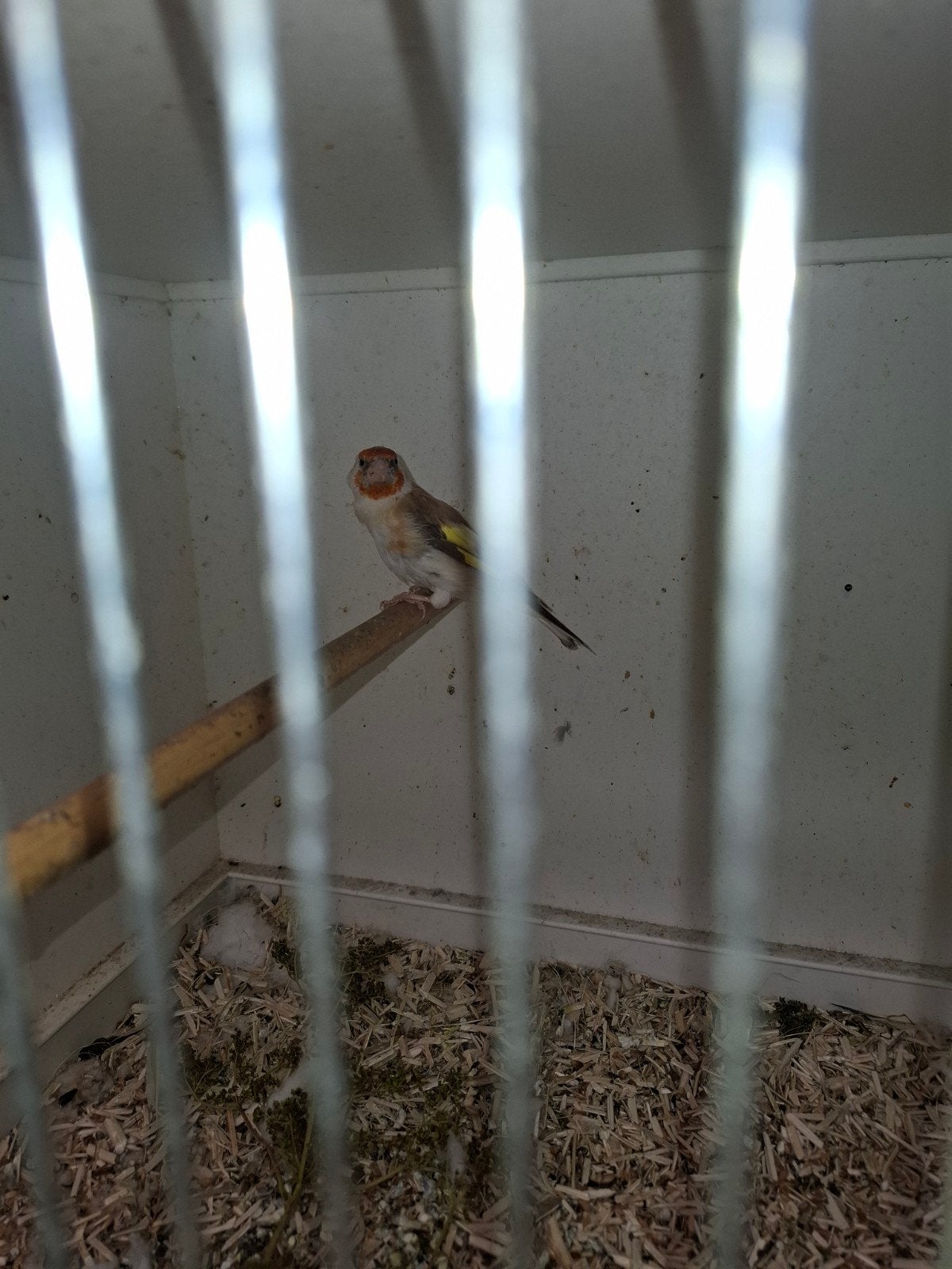 distelvink pop, Ophalen
